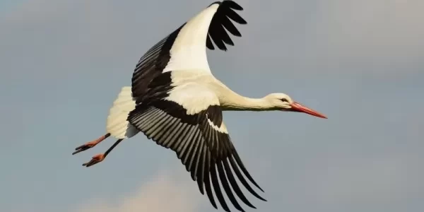 بحث عن طائر اللقلق كامل 1 بحث عن طائر اللقلق