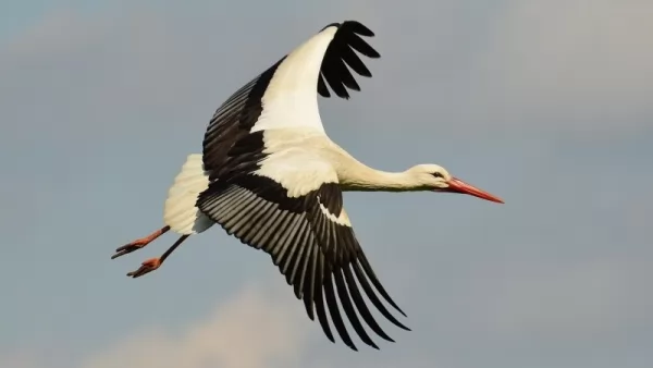 بحث عن طائر اللقلق كامل