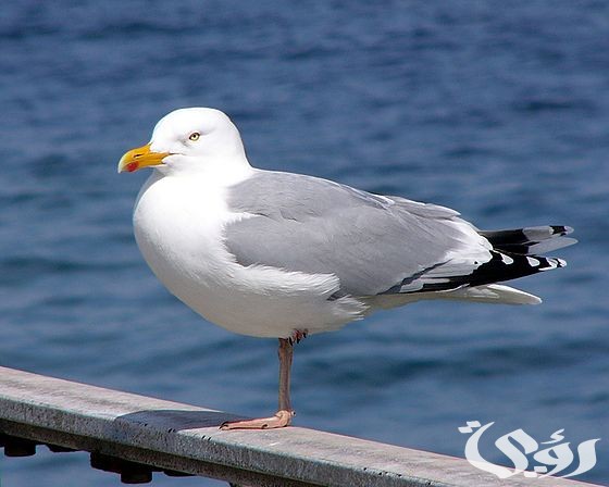 بحث عن طائر النورس
