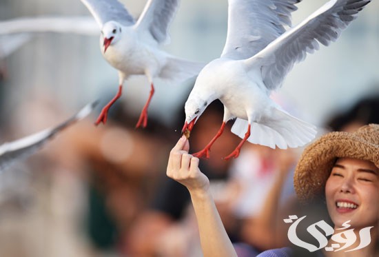 بحث عن طائر النورس