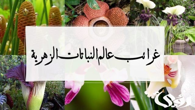 بحث عن غرائب المخلوقات