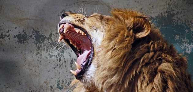 ما تفسير حلم رؤية أسد يأكل إنسان 1 تفسير حلم أسد يأكل إنسان