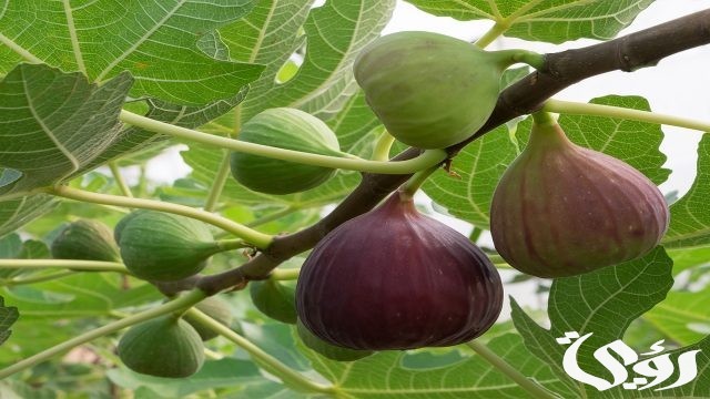 تفسير حلم أكل التين في المنام