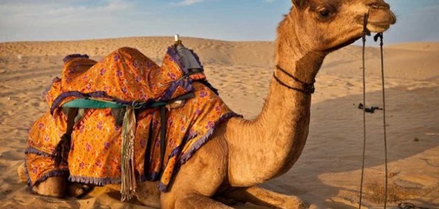 أسماء الإبل وانواعها 1 أسماء الإبل