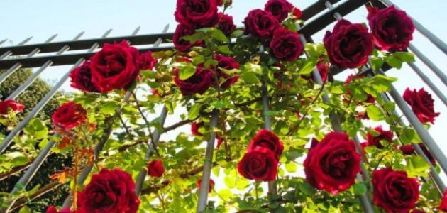 15+ أسماء الورد الطبيعي وخصائصها 1 أسماء الورد الطبيعي