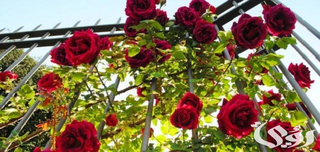 15+ أسماء الورد الطبيعي وخصائصها