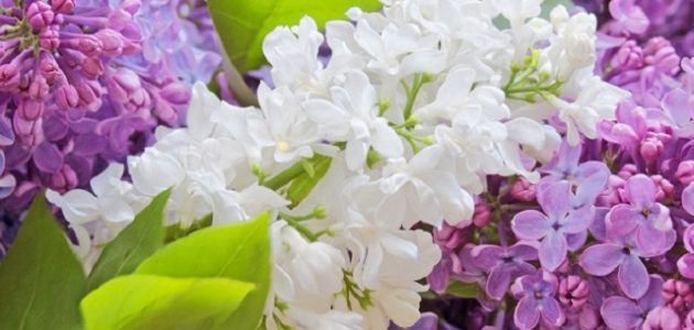 15+ أسماء الورد في السعودية وانواعها 1 أسماء الورد في السعودية