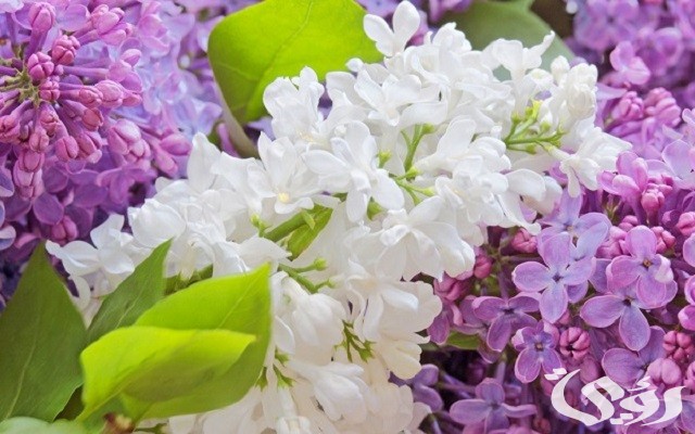 15+ أسماء الورد في السعودية وانواعها