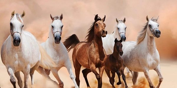 50+ أسماء خيول عربية واجنبية أصيلة 2026 ومعانيها 1 أسماء خيول