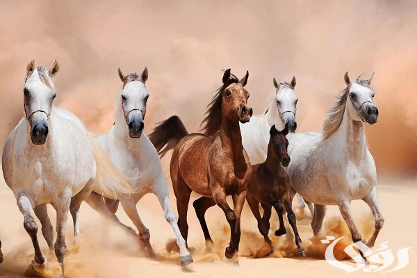 50+ أسماء خيول عربية واجنبية أصيلة 2026 ومعانيها