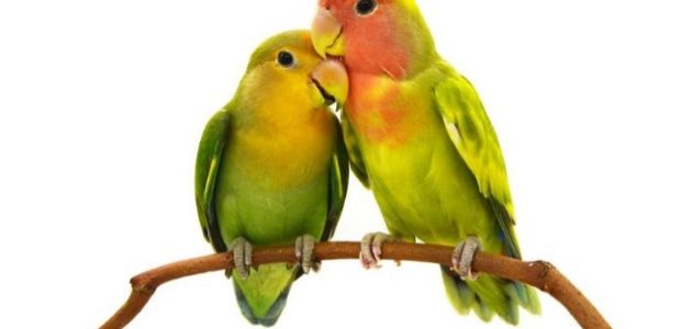 150+ أسماء عصافير الروز للإناث والذكور ومعانيها 1 أسماء عصافير الروز للإناث والذكور