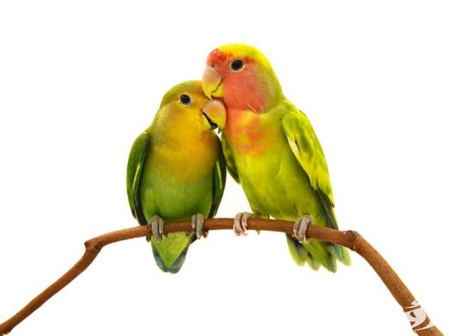 150+ أسماء عصافير الروز للإناث والذكور ومعانيها