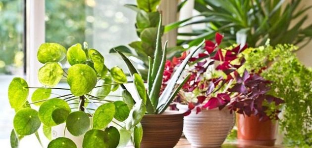 40+ أسماء نبات الزينة 1 أسماء نبات الزينة