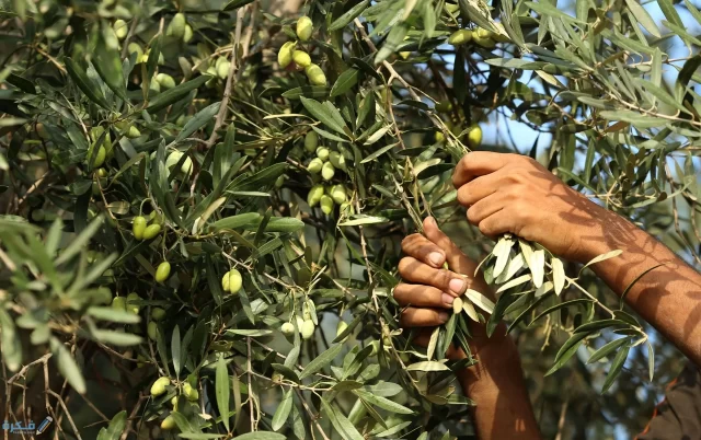 اذاعة مدرسية عن شجرة الزيتون