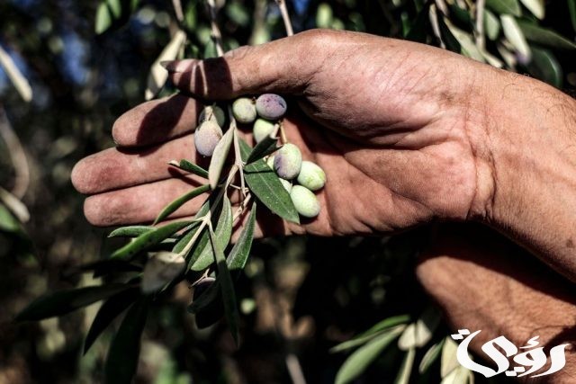 اذاعة مدرسية عن شجرة الزيتون