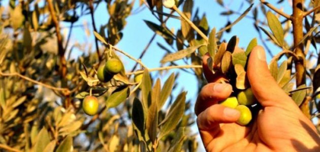 اذاعة مدرسية عن شجرة الزيتون 1 اذاعة مدرسية عن شجرة الزيتون