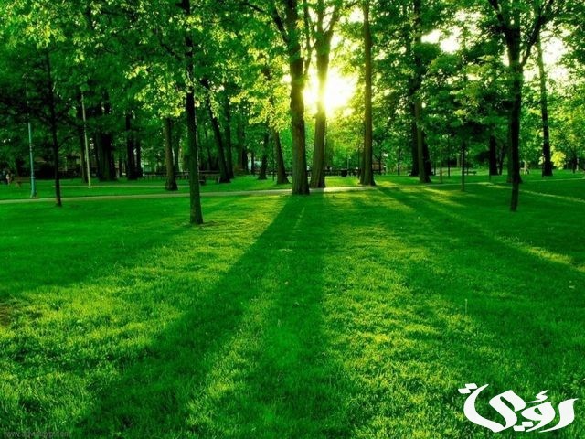 اذاعة مدرسية عن لنجعلها خضراء