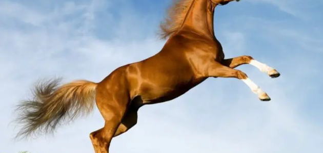 تفسير رؤية شراء الخيل في المنام 1 تفسير رؤية شراء الخيل