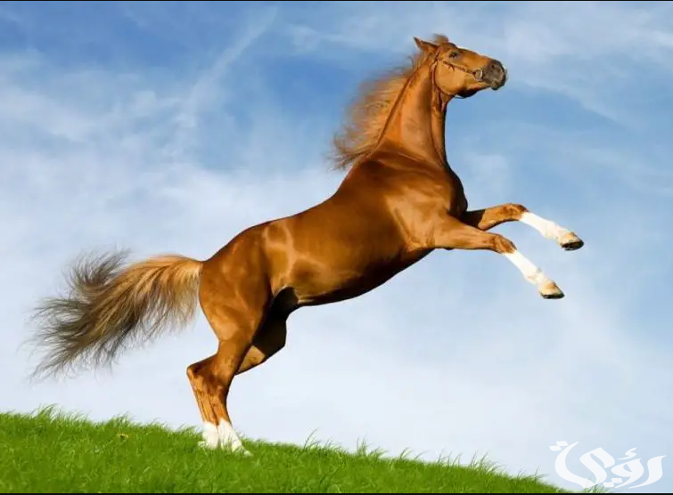 تفسير رؤية شراء الخيل في المنام