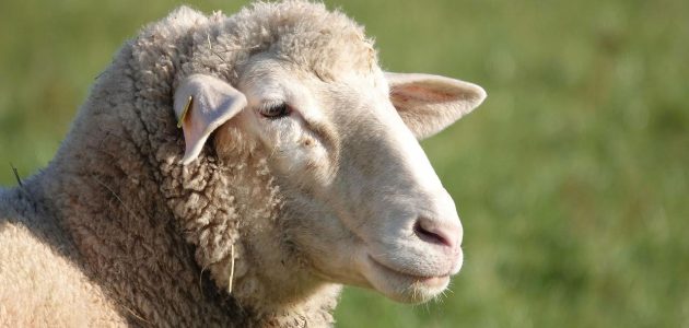 تفسير رؤية مصران الخروف; 7 تفسيرات في المنام 1 تفسير رؤية مصران الخروف