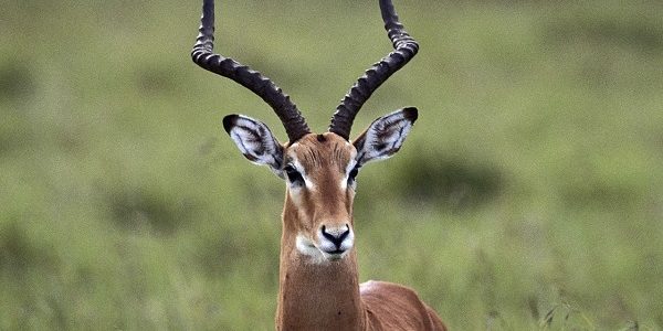 100+ أسماء الغزال ومعانيها 1 أسماء الغزال