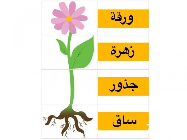 اذاعة مدرسية عن أجزاء النبات
