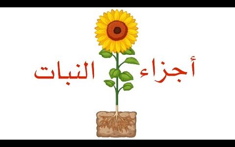 اذاعة مدرسية عن أجزاء النبات 1 اذاعة مدرسية عن أجزاء النبات