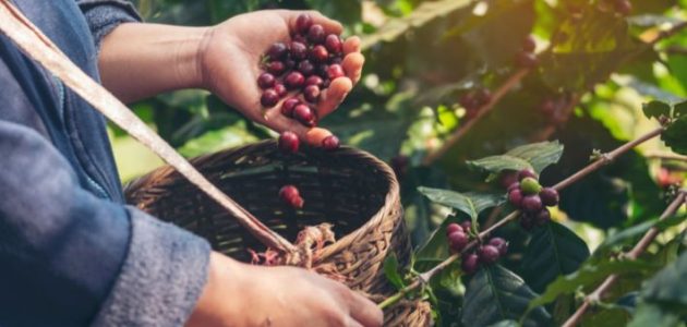 اذاعة مدرسية عن شجرة البن اليمني 1 اذاعة مدرسية عن شجرة البن اليمني