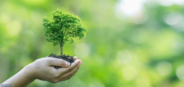 أسماء وأشكال النباتات الصحراوية في الكويت 1 حماية بيئة النباتات والحيوانات في الكويت