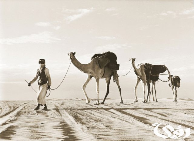 قبيلة القواسم