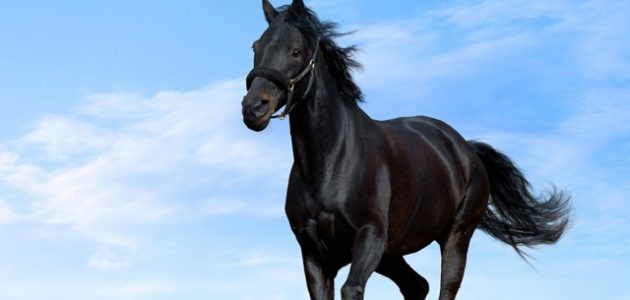 أجمل ما قيل عن الخيل الأصيل من كلمات 1 أجمل ما قيل عن الخيل الأصيل من كلمات