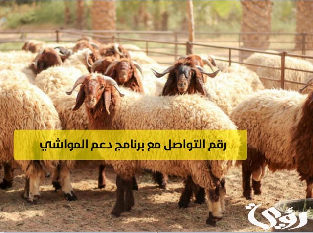 رقم دعم المواشي وطرق التواصل مع برنامج دعم رقم دعم المواشي وطرق التواصل مع برنامج دعم
