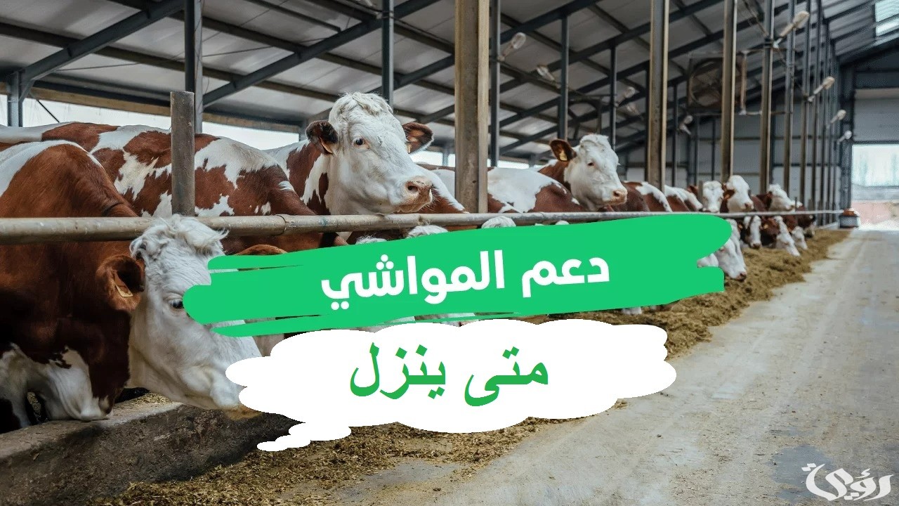 متى ينزل دعم المواشي هذا الشهر