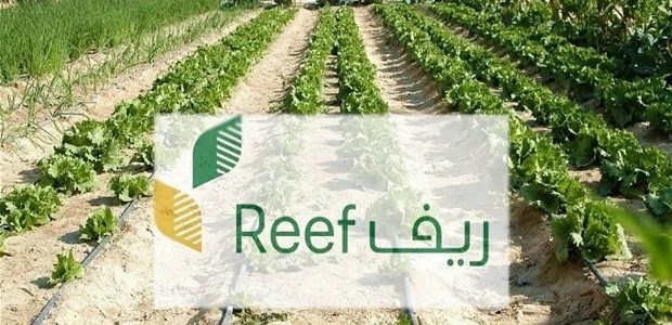 شروط استحقاق دعم النحالين ريف 1447 وكم مبلغ دعم ريف للعسل 1 شروط دعم النحالين ريف