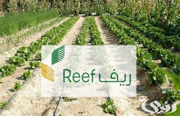 شروط استحقاق دعم النحالين ريف 1447 وكم مبلغ دعم ريف للعسل