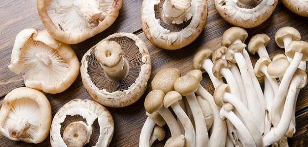 زراعة عيش الغراب في المنزل 1 طريقة زراعة عيش الغراب في المنزل