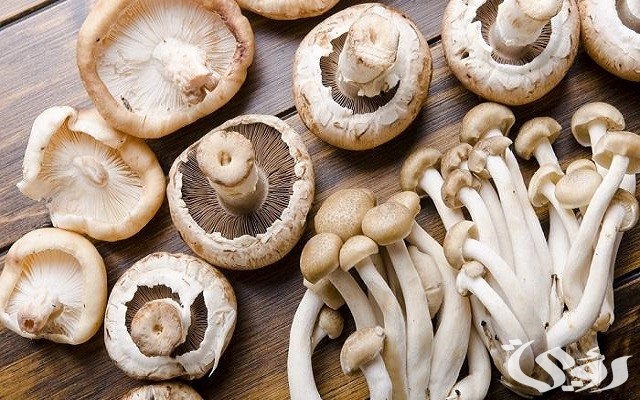 زراعة عيش الغراب في المنزل
