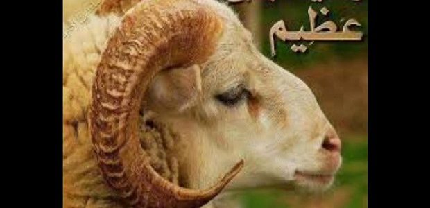 من هو النبي الذي فداه الله بكبش 1 من هو النبي الذي فداه الله بكبش