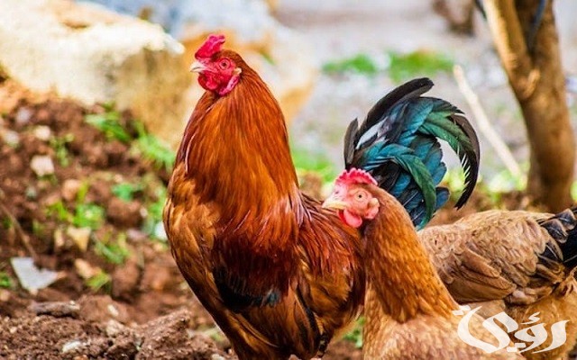 هل مشروع الدجاج البياض مربح أم لا؟ وما هي شروط نجاحه؟ هل مشروع الدجاج البياض مربح أم لا؟ وما هي شروط نجاحه؟