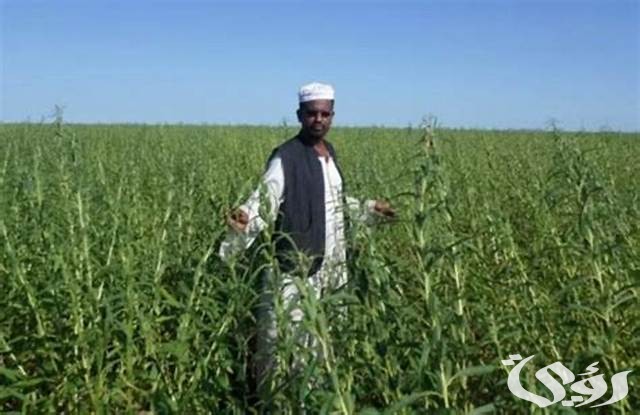 الاستعلام عن كارت الفلاح بالرقم القومي الاستعلام عن كارت الفلاح بالرقم القومي