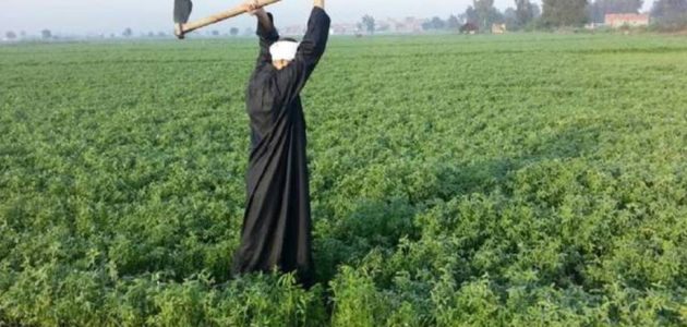 الاستعلام عن كارت الفلاح بالرقم القومي 1 الاستعلام عن كارت الفلاح بالرقم القومي