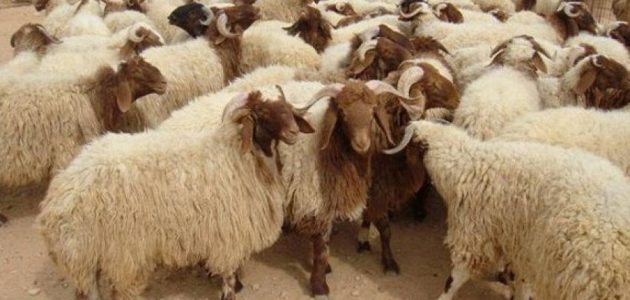 سعر صك الأضحية في السعودية 2026 وطريقة الشراء للمواطنين والحجاج بسهولة 1 اسعار الاضاحي 2024 السعودية