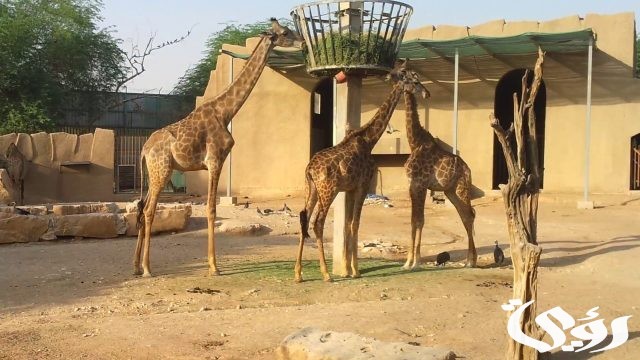 كود خصم حديقة الحيوان الرياض مجرب وفعال كود خصم حديقة الحيوان الرياض مجرب وفعال