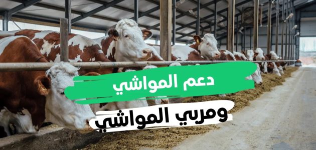 هل يؤثر دعم المواشي على التأهيل الشامل في السعودية؟.. "الموارد البشرية" تجيب 1 هل يؤثر دعم المواشي على التأهيل الشامل في السعودية