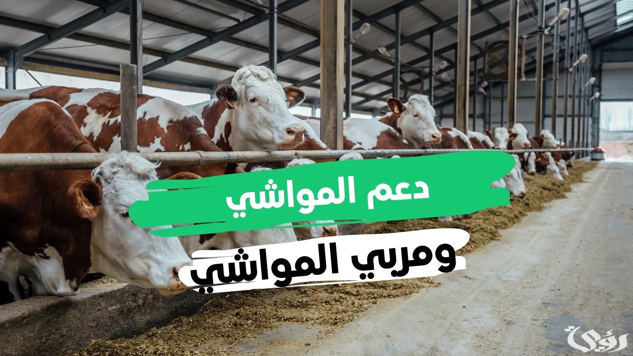هل يؤثر دعم المواشي على التأهيل الشامل في السعودية؟.. “الموارد البشرية” تجيب