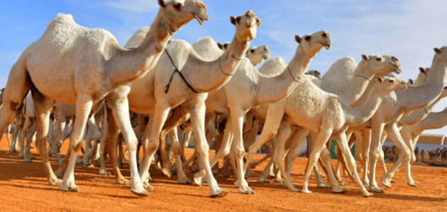 ضبط أبل مجهولة ومصادرة كميات من الحليب في الرياض 1 ضبط 109 من الإبل المجهولة ومصادرة كميات من الحليب في الرياض
