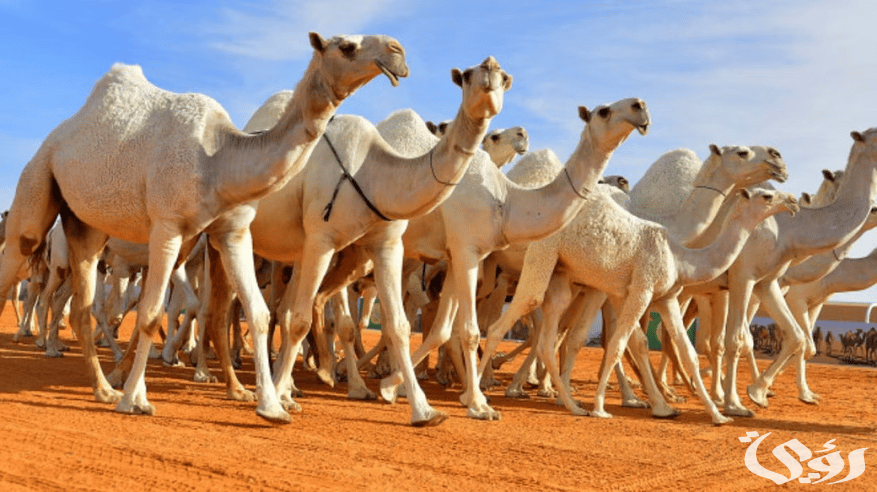 ضبط أبل مجهولة ومصادرة كميات من الحليب في الرياض