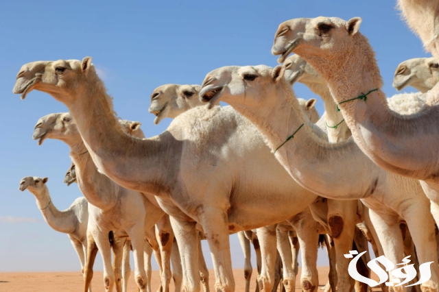 ضبط 109 من الإبل المجهولة ومصادرة كميات من الحليب في الرياض ضبط 109 من الإبل المجهولة ومصادرة كميات من الحليب في الرياض