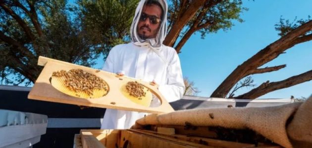 "الهيئة العامة" أكثر من 25 ألف خلية بموسم النحالين في "محمية الإمام تركي" 1 أكثر من (25) ألف خلية بموسم النحالين في "محمية الإمام تركي"