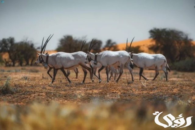 محمية الإمام تركي تعيد توطين الحيوانات والطيور محمية الإمام تركي تعيد توطين الحيوانات والطيور